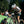 KMC Men's PRO4 HS Skinsuit CP073-M2E